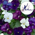 Afbeelding van Viola P12 Cornuta Trio Olslo